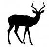 antelope-1