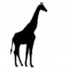 giraffe-1