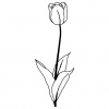 tulips7