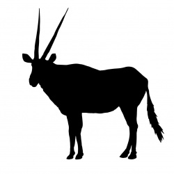 antelope-2