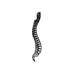 spine-1