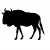 wildebeest-1